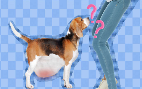 Help! Why Is Dog Dry Heaving? Heres How to Figure Out the Cause