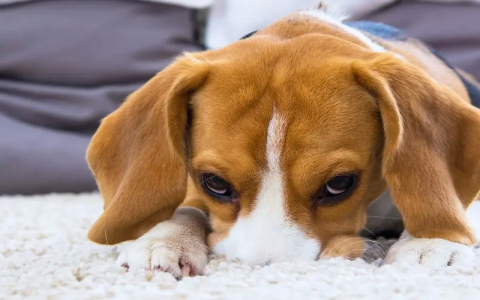 Stop Your Dog From Peeing on the Couch, Easy Tips Inside