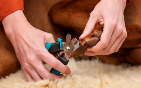 Scissor Nail Clippers for Dogs: Easy Tips for a Stress-Free Nail Trim!