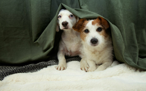 My Dog Always Hides in the Closet! Why They Do It and How to Help Your Anxious Pet