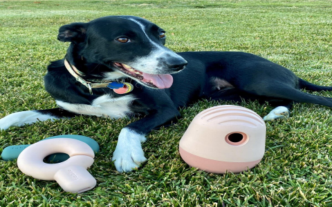 Best dog weed toys: Find the perfect one to keep your dog happy!