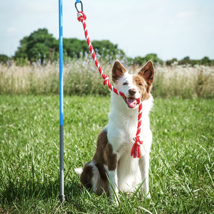 Outdoor Dog Toys for Large Dogs: Find the Perfect Toy for Your Big Dog!