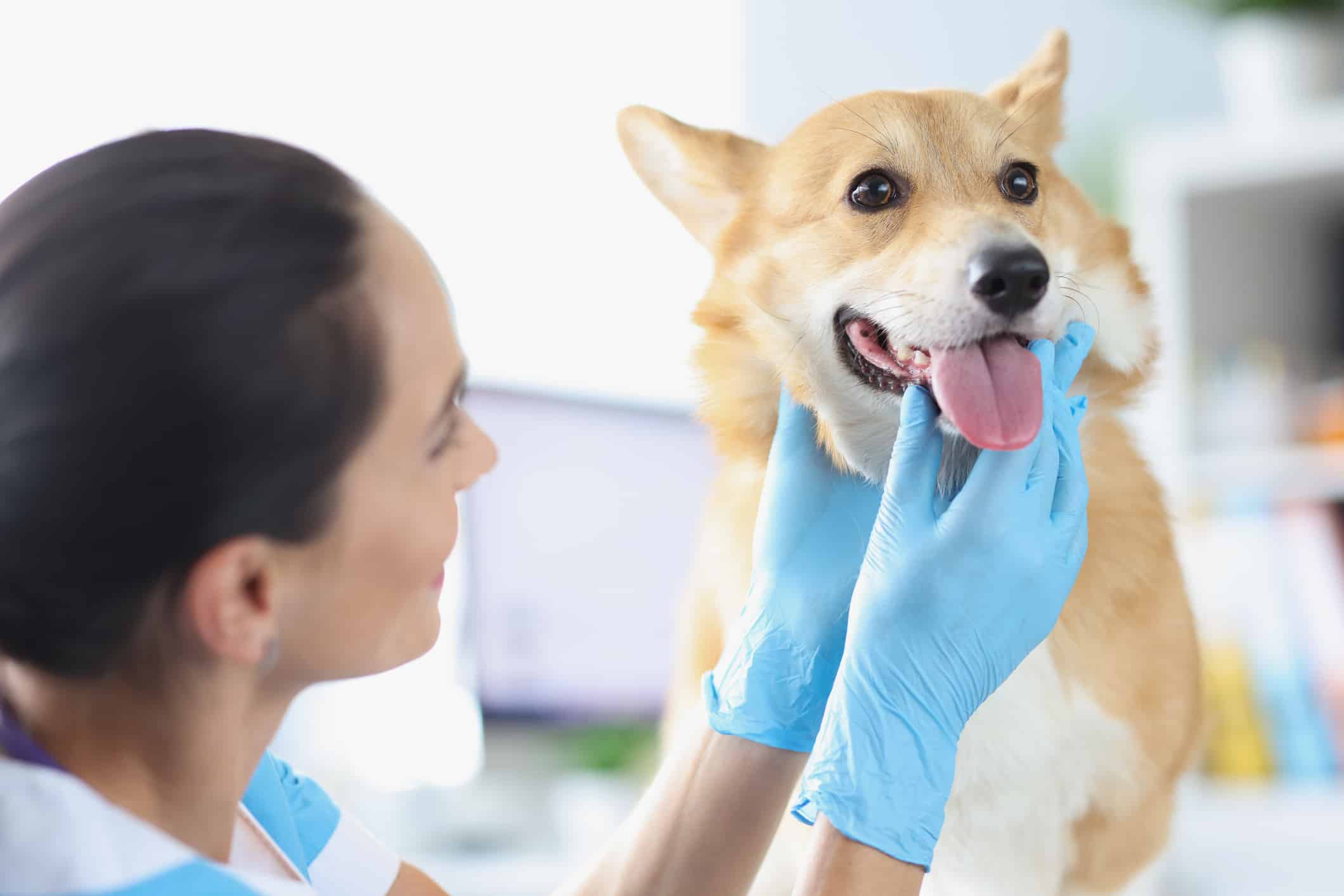 Clavacillin for Dogs Dosage Chart: Easy Guide for Pet Owners