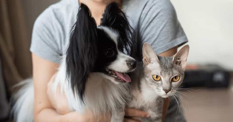 Why dogs and cats dont always get along? Expert advice for a happy home