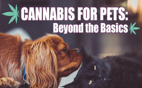 CBD and Prednisone for Dogs: Interactions and Side Effects (Easy-to-Understand Information)