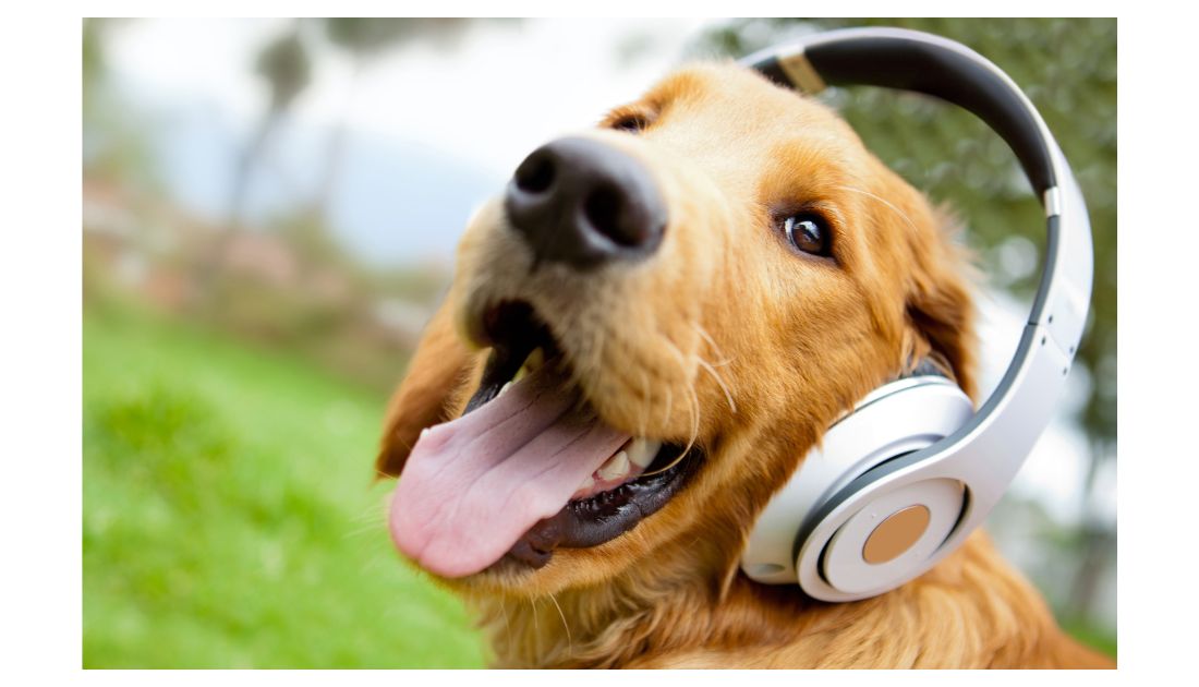 Choosing Musical Dog Names:  A Guide for Music Fans and Dog Lovers!