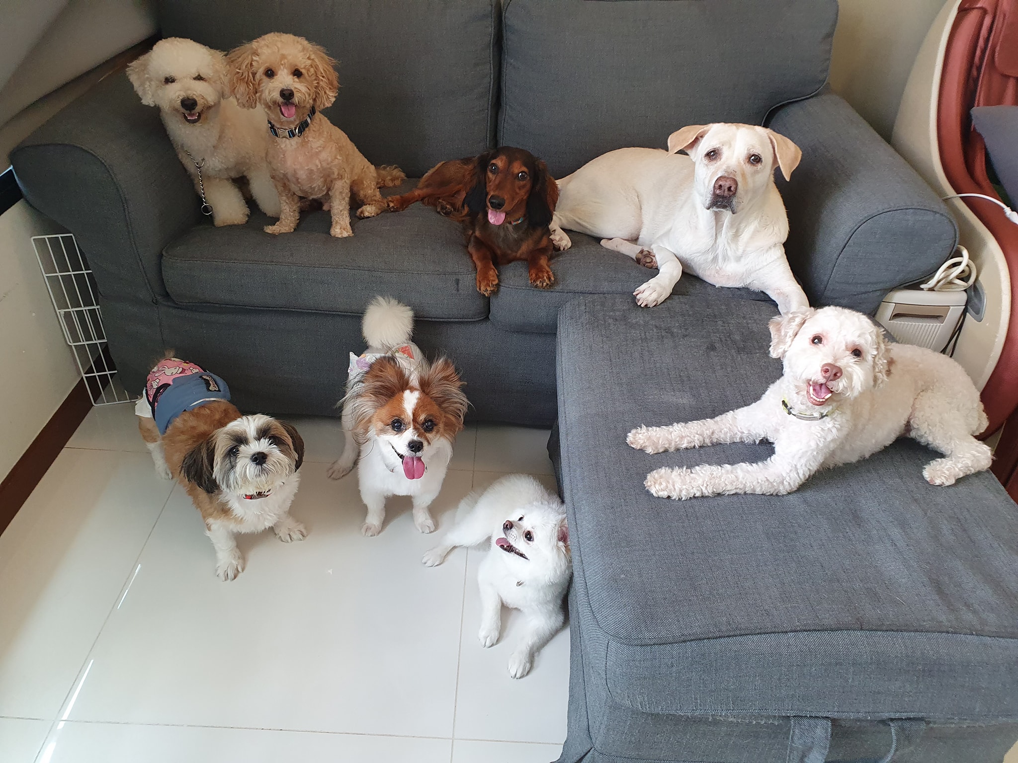 Doggy Daycare Prices in Your Area: Discover Top Rated Services and Rates Today