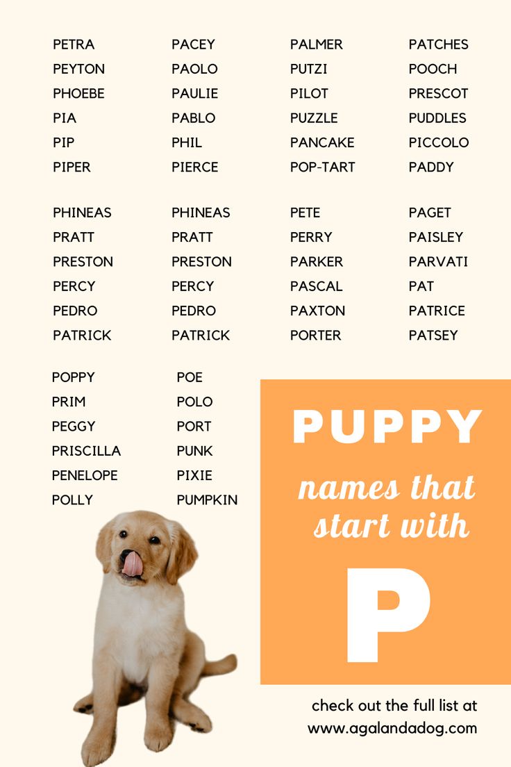 Dog Names Beginning With P: Find the Perfect One Here!