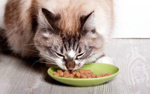 Elura for Dogs: Does It Really Work for Feline Appetite?