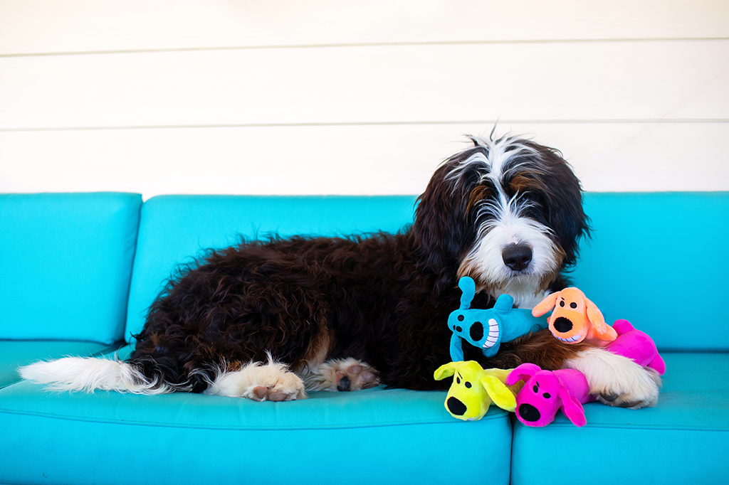 Toys for High Energy Dogs: Keep Your Pup Busy and Happy!