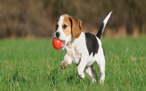 White Paws Dog Toy: A Safe and Entertaining Choice for Dogs