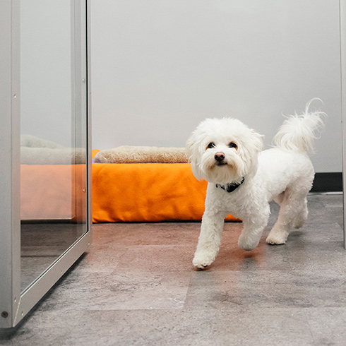 Dog Boarding Omaha Prices: How Much Will It Cost You?