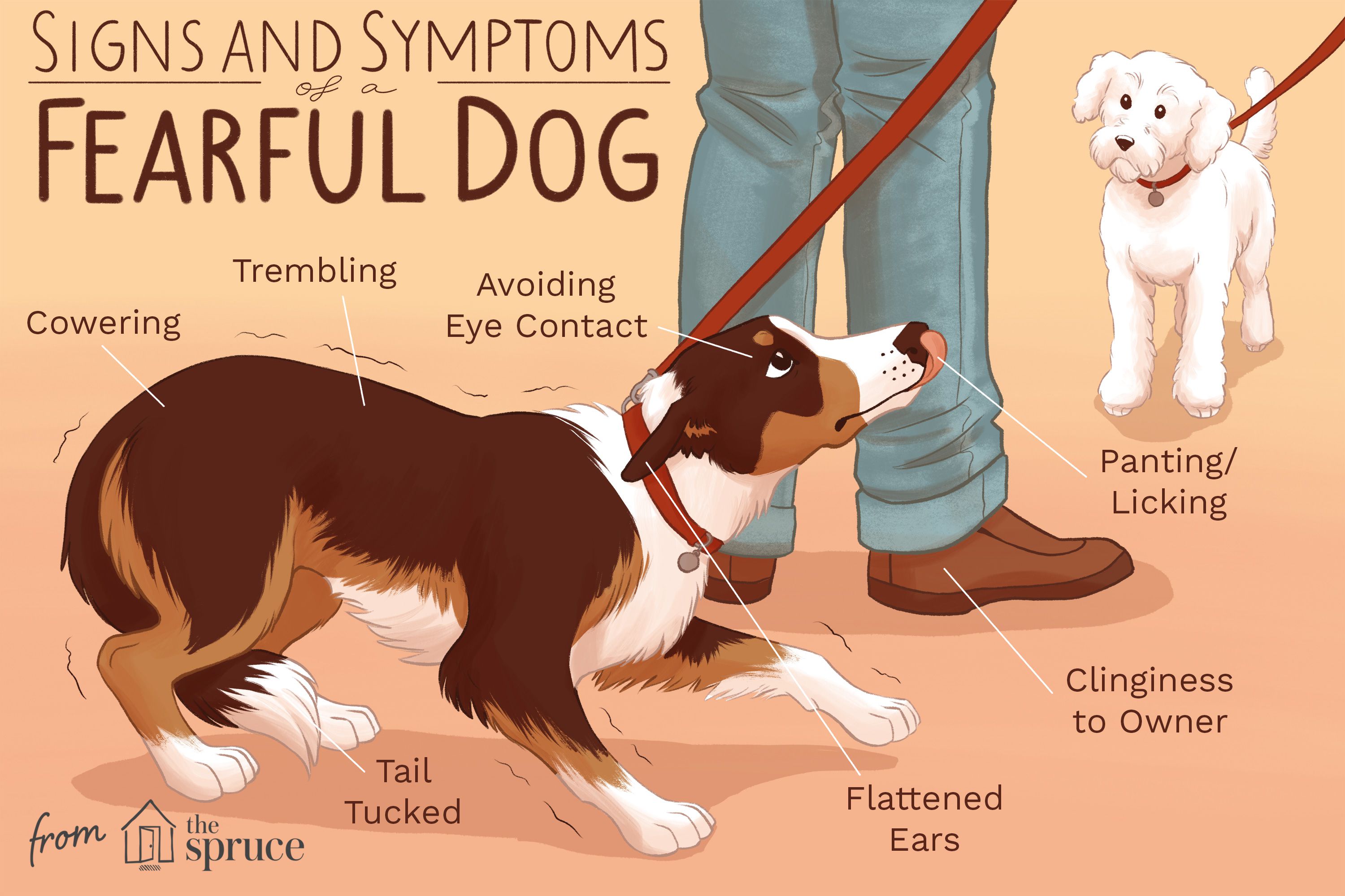 Dog Acting Scared All of a Sudden? Here is How You Can Help