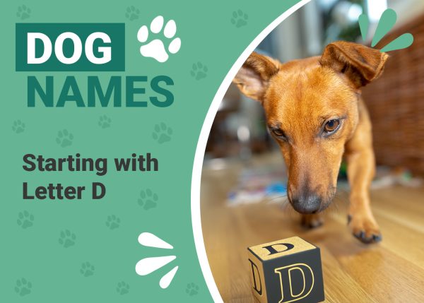 Need Dog Names Beginning With D? Check Out This Huge List of Darling Dog Names!