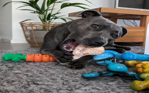 Durable Dog Yard Toys: Keep Your Pup Entertained