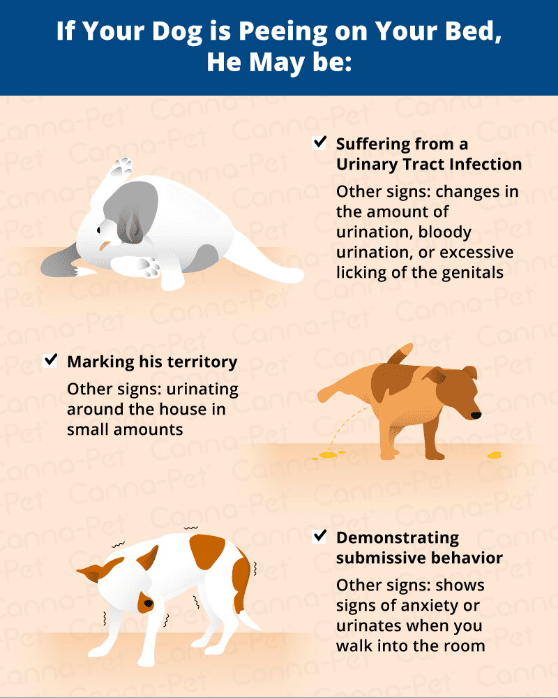 Dog peeing on your pillow? Heres why it happens and how to stop it for good!