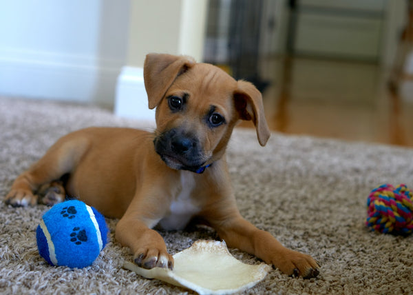 What is a dog mini toy? These are the best options for your little buddy!