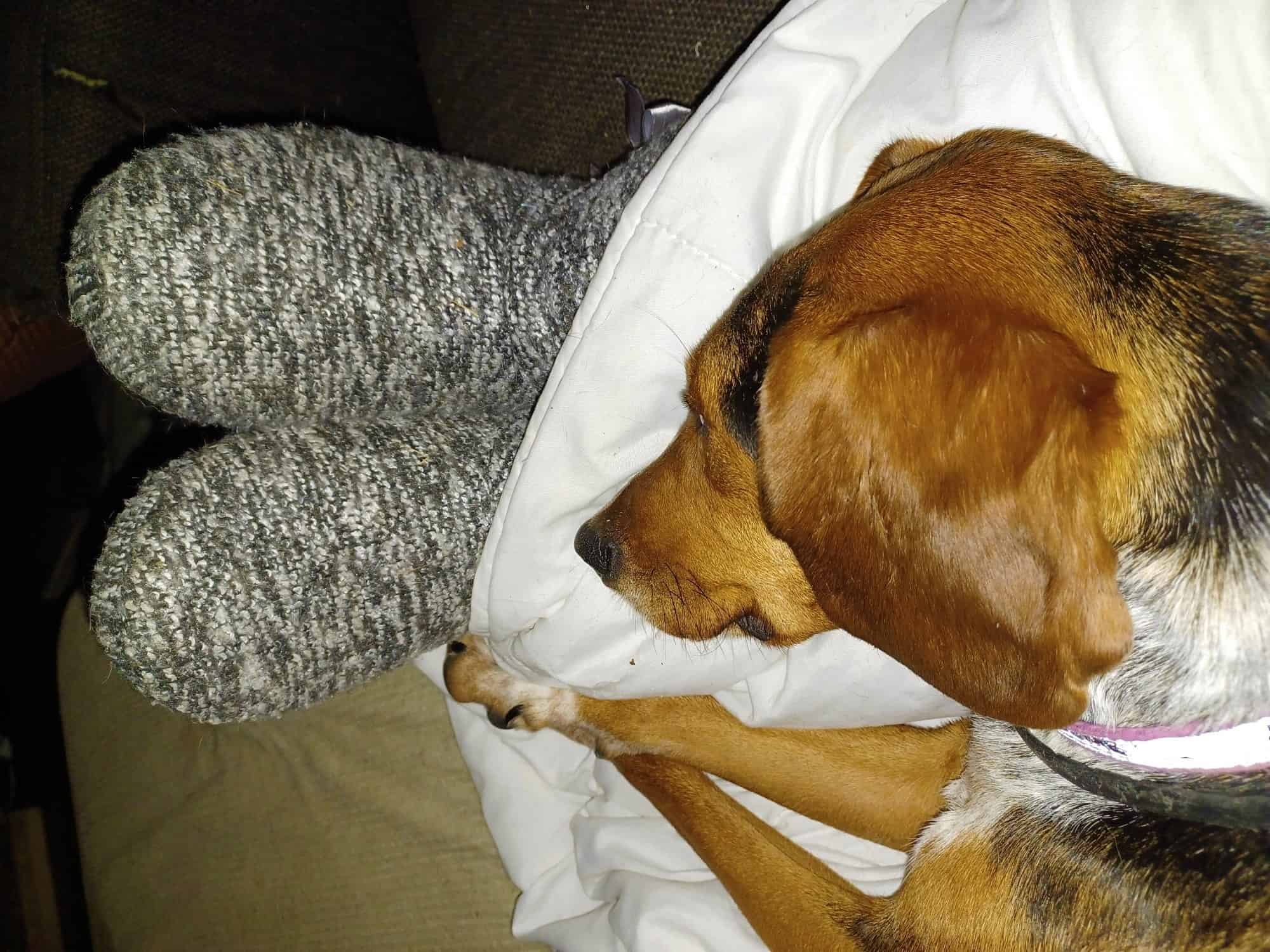 My dog always sleeps at my feet, is it normal? Find out here!