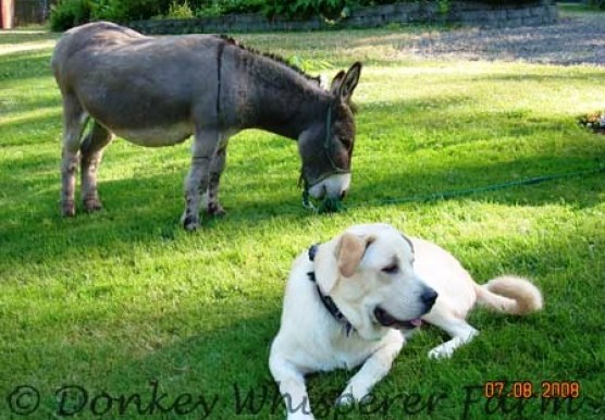 Why Do Donkeys Hate Dogs? Get the Real Scoop!