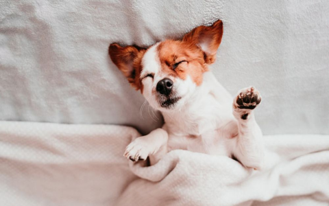 Snoring Sounds In Awake Dogs: Common Causes and What to Do about it.