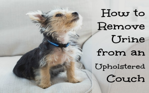 My Dog Peed on My Couch: Find Out Why and Prevent It!