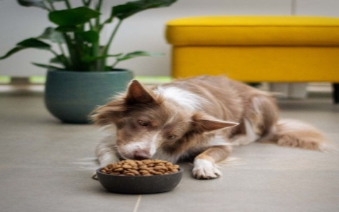 Durable Tray for Dogs: Check Out These Top-Rated Options Now