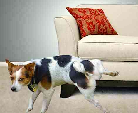 Constant Dog Pee on the Sofa? Heres Why It Happens and What You Can Do!