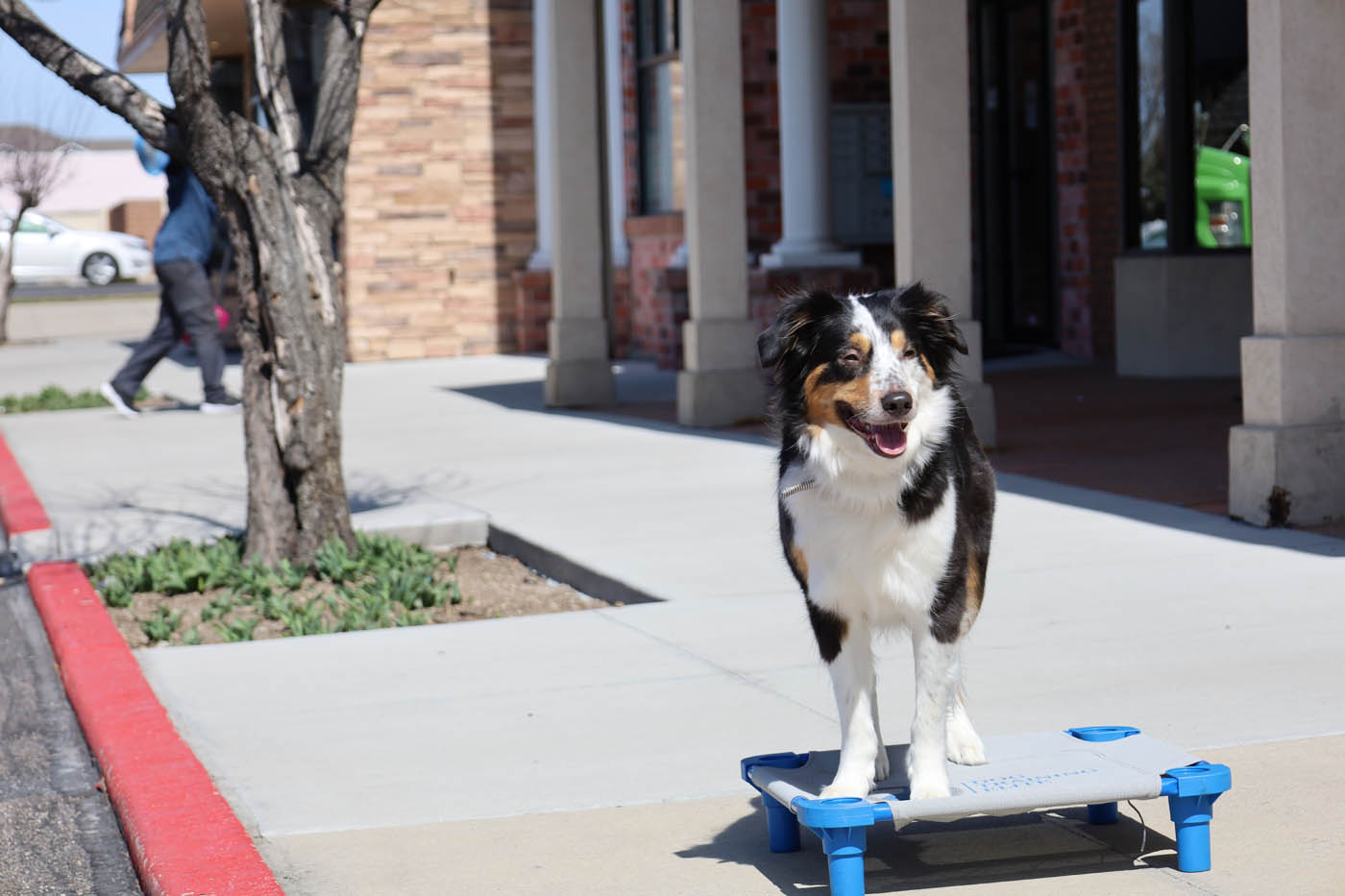 Dog Training Colorado Springs Prices: Find Affordable Options Now!