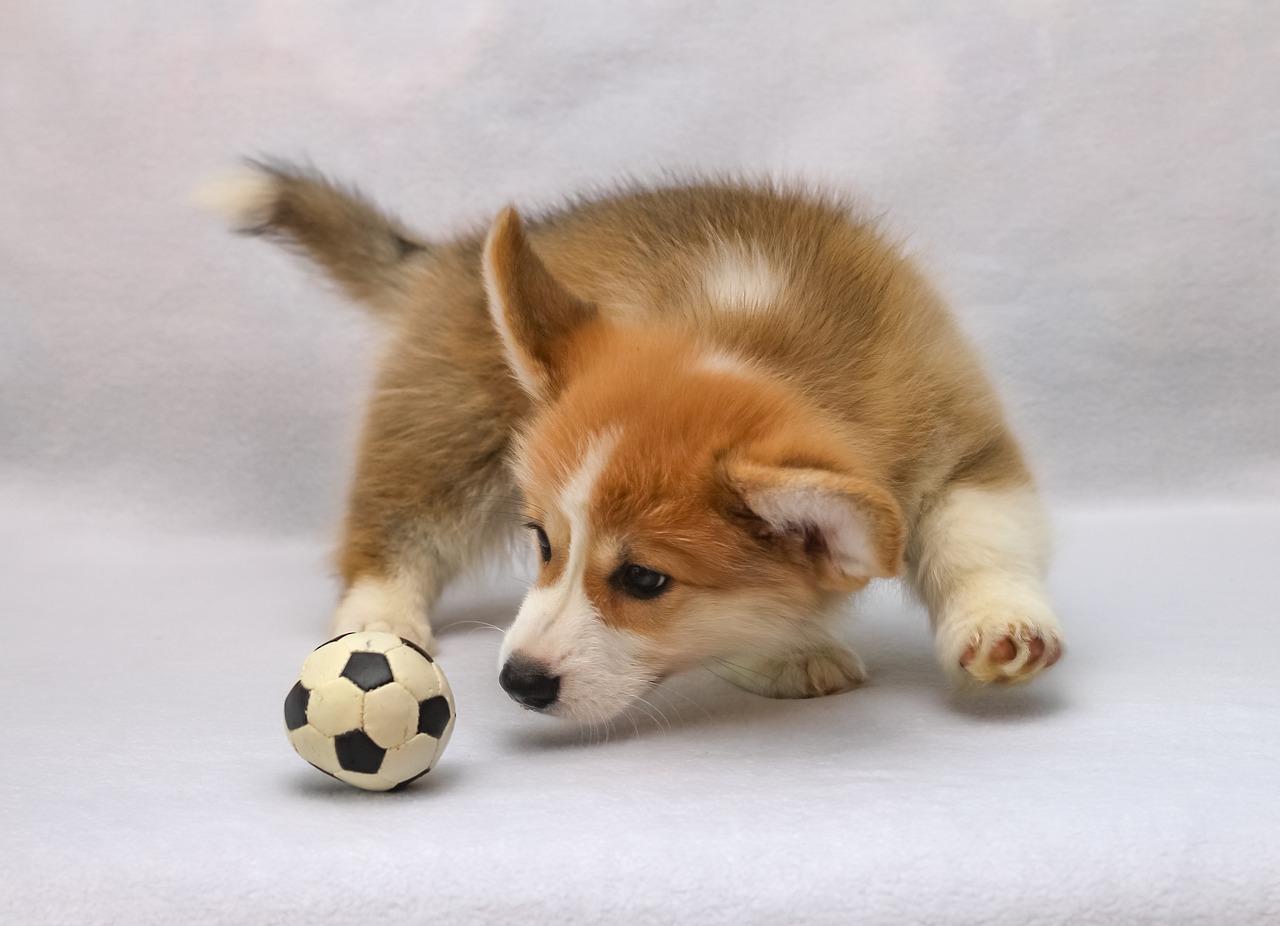 Find the Perfect Lazy Dog Toys: A Guide for Every Breed!