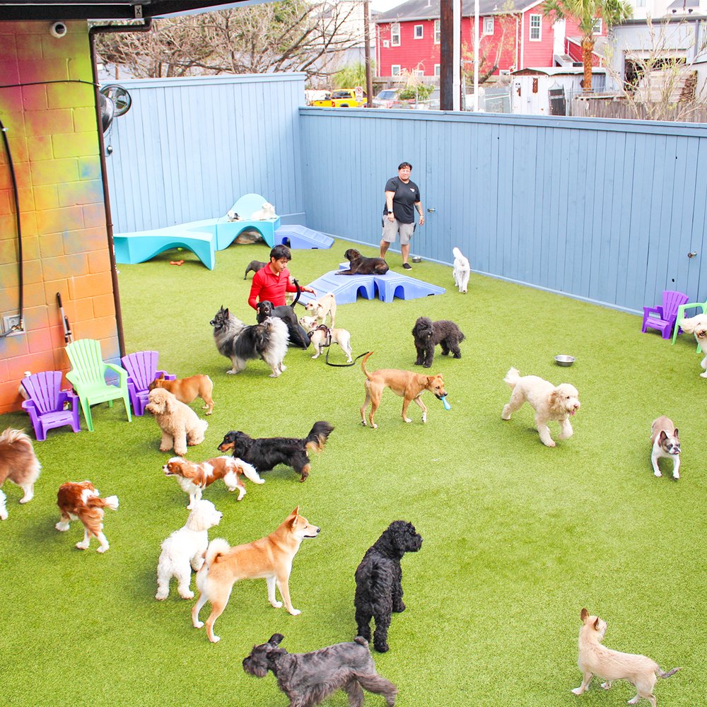 Dog Boarding Houston Prices: Compare Top-Rated Kennels in Town!