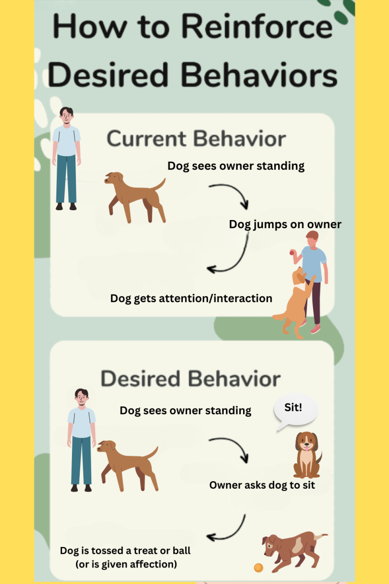 My Dog Always Lays by the Front Door - Why? (Decoding Dog Behavior Explained)