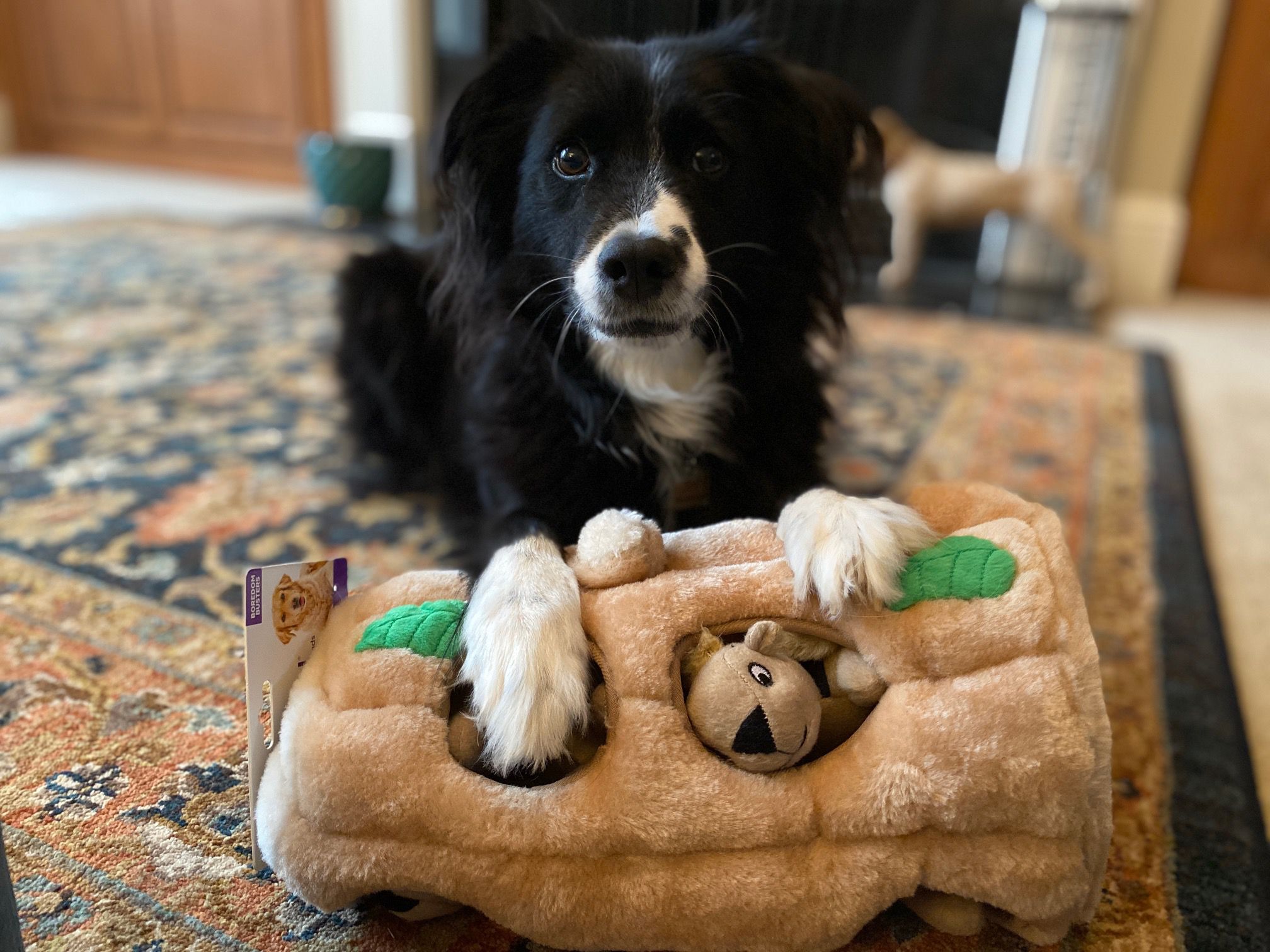 Best Dog Sniff Toys: Top Picks to Keep Your Pup Busy and Happy All Day Long