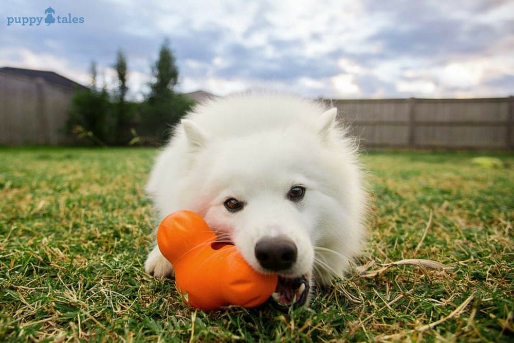 Aussie Dog Toys: Tough Toys for Tough Dogs, Find Out Which Ones Are Best