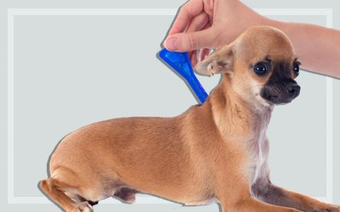 Drontal for Dogs Without Vet Prescription: Is It Safe to Buy Online? Heres What You Should Know!