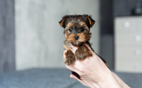 Best Toy Dog Food: Top Picks for Tiny Pups and Where to Find It