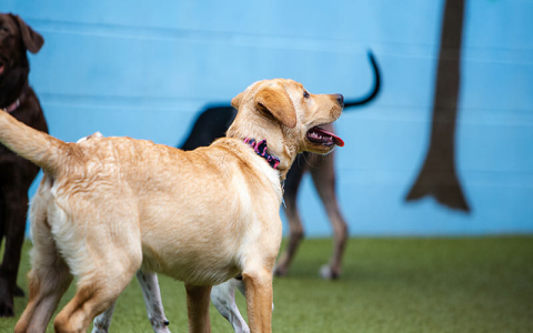 Doggie Daycare Prices: Tips for Finding the Right Fit for Your Dog!