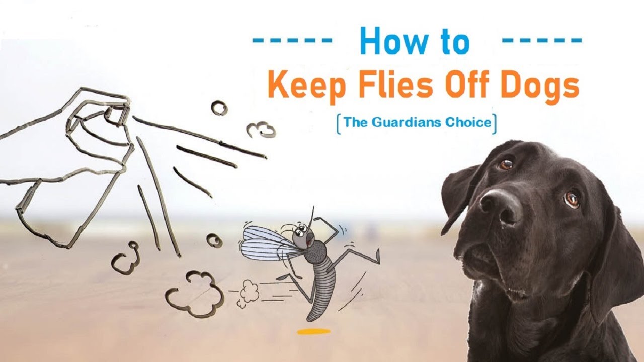 Help! Why Does My Dog Eat Flies? Easy Ways to Prevent It!