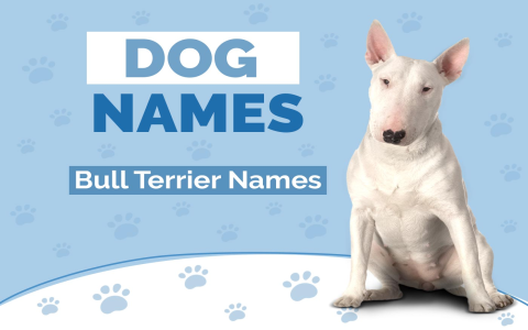 Popular male Korean dog names: Check out these trending names for your canine companion!