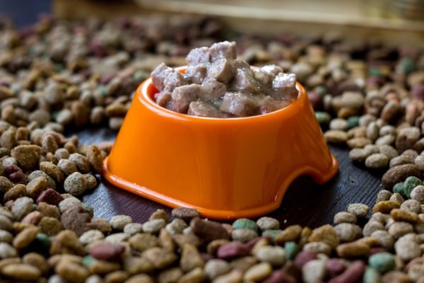 Is Expired Wet Dog Food Safe to Feed? Find Out Now!