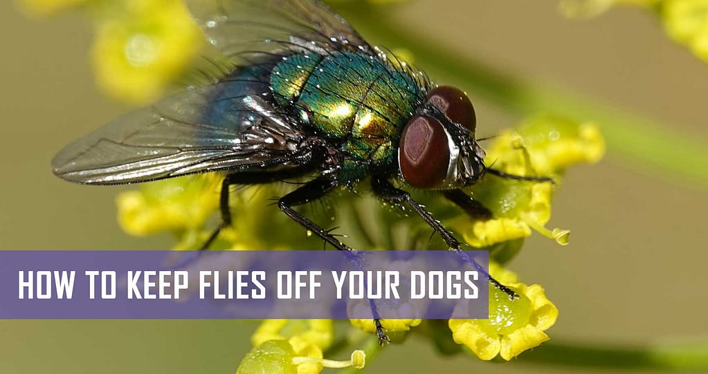 Why Are Flies Attracted to My Dog? Heres How You Can Stop It