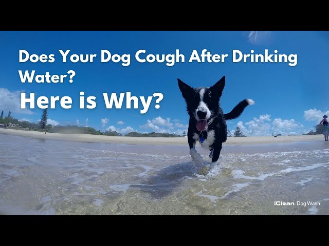 Dog Coughing After Water? Heres What Might Be Going On and How to Help!