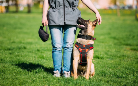 Dog Training Charlotte NC Prices: A Guide for Every Budget