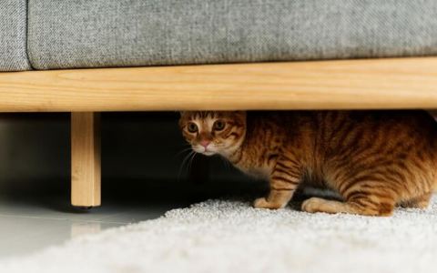 Why Does My Dog Keep Hiding Under the Bed? Here Are the Top Reasons!