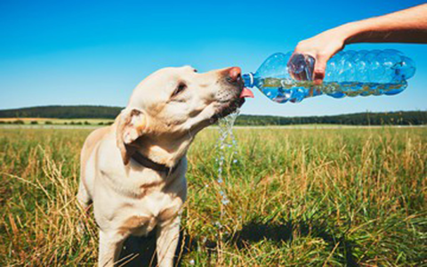 Why Your Dog Needs Water Thickener: A Quick and Easy Explanation