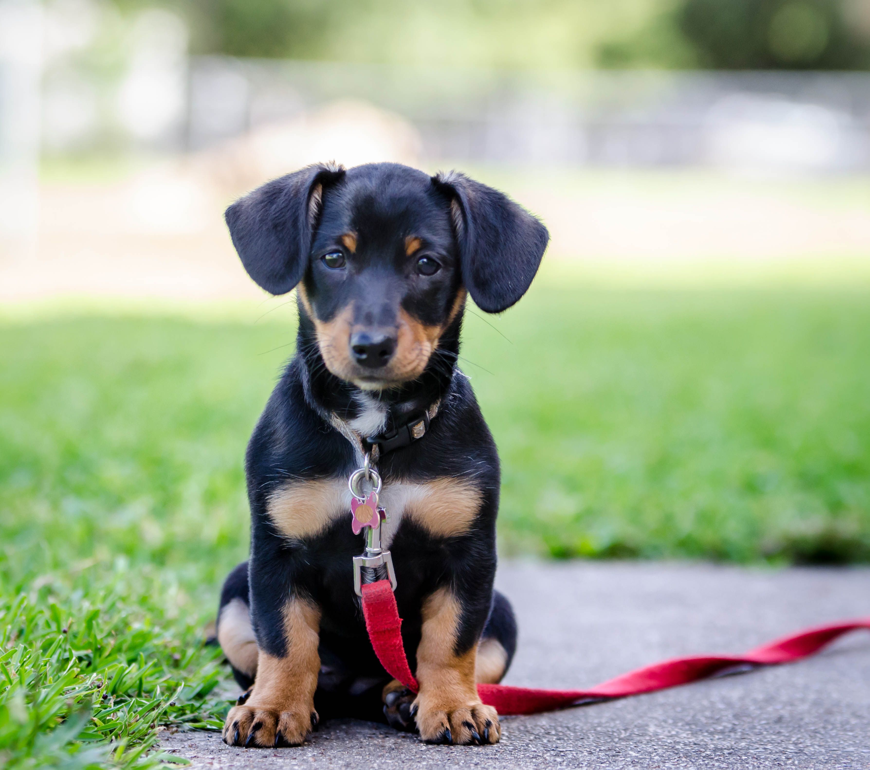 What are the Best Toy Dog Mixed Breeds? We Picked for You!