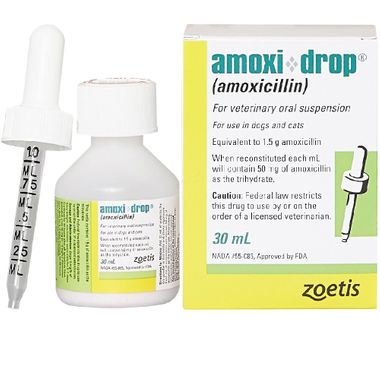 Amoxi Drop Dosage for Dogs: Simple Guide & Vet Tips!