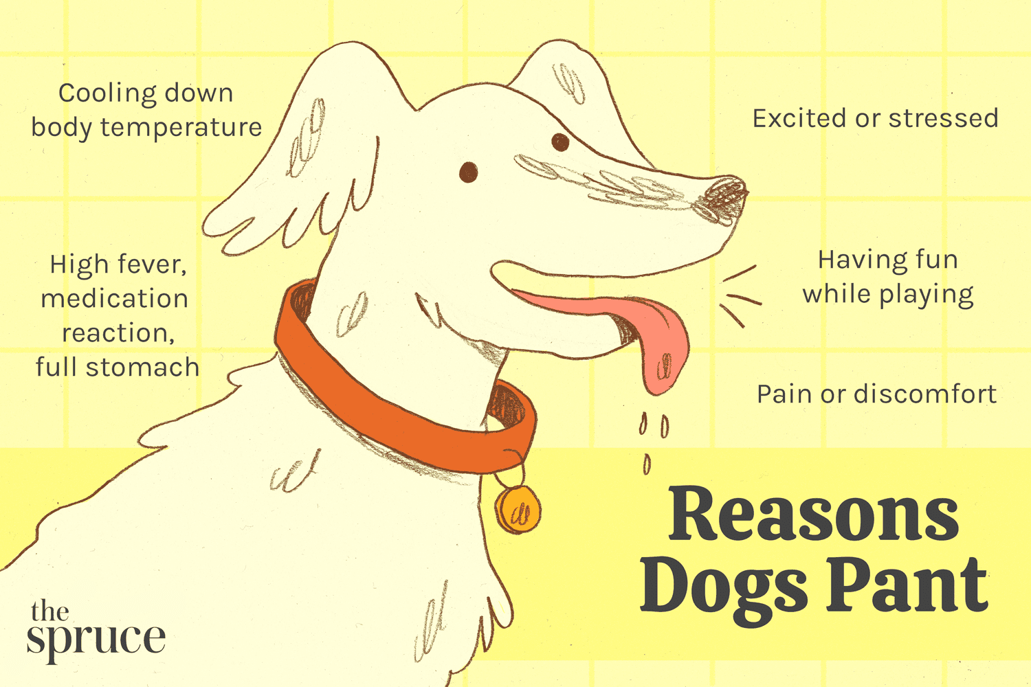 Older Dogs Panting Excessively? Here are Possible Causes!