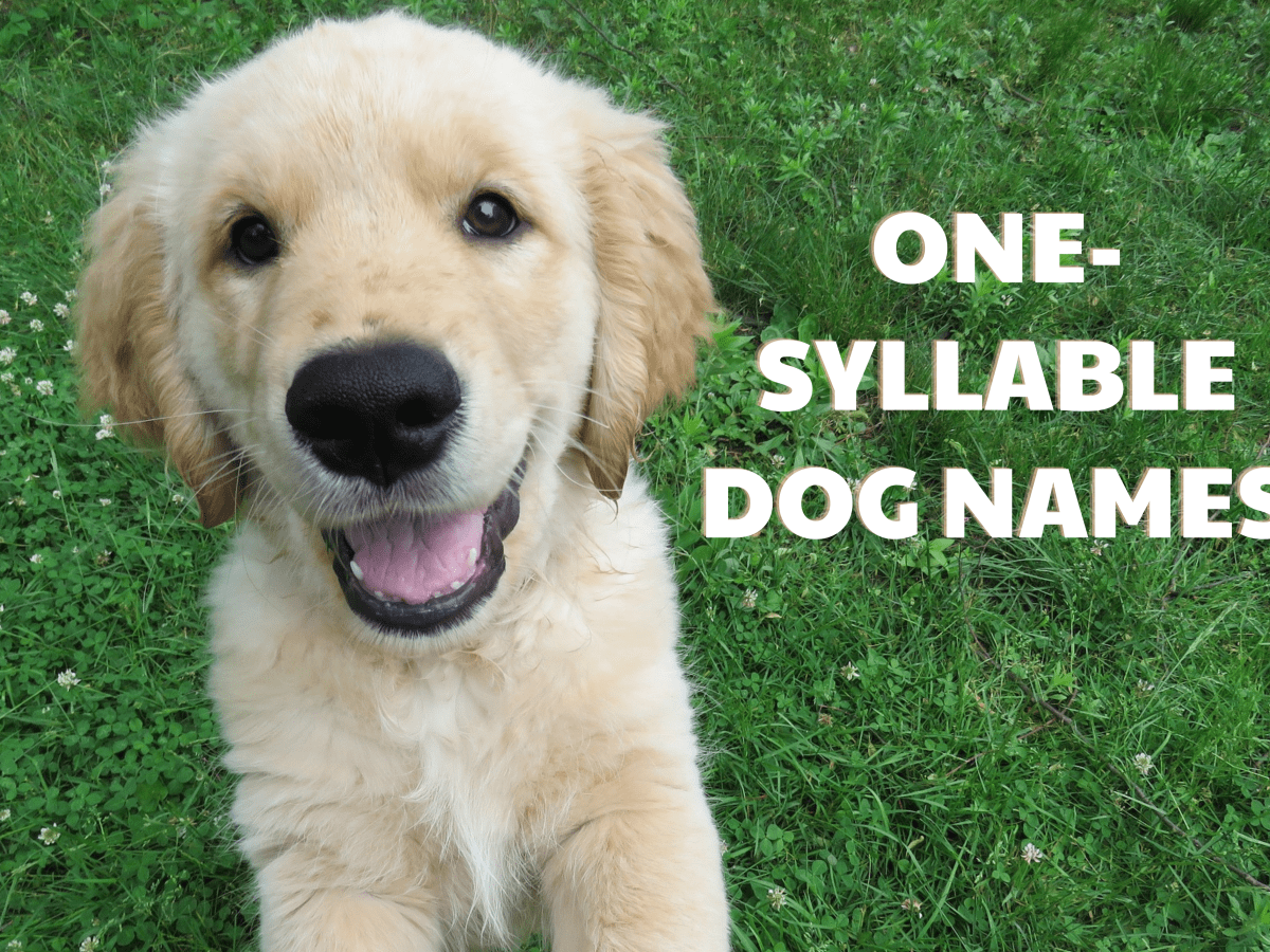 One-Syllable Dog Names,The Best Choice for Your Dog!