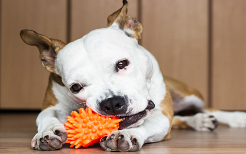 Awesome Retriever Toys for Dogs: Make Playtime the Best Time!