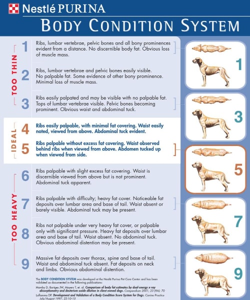 My old dog still eating well,but losing weight, whats going on?